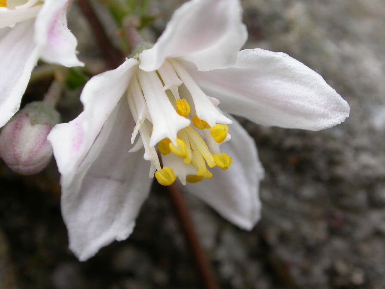 Deutzia 2
