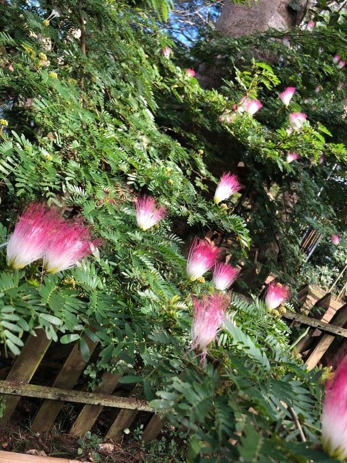 Calliandra del Suriname 8