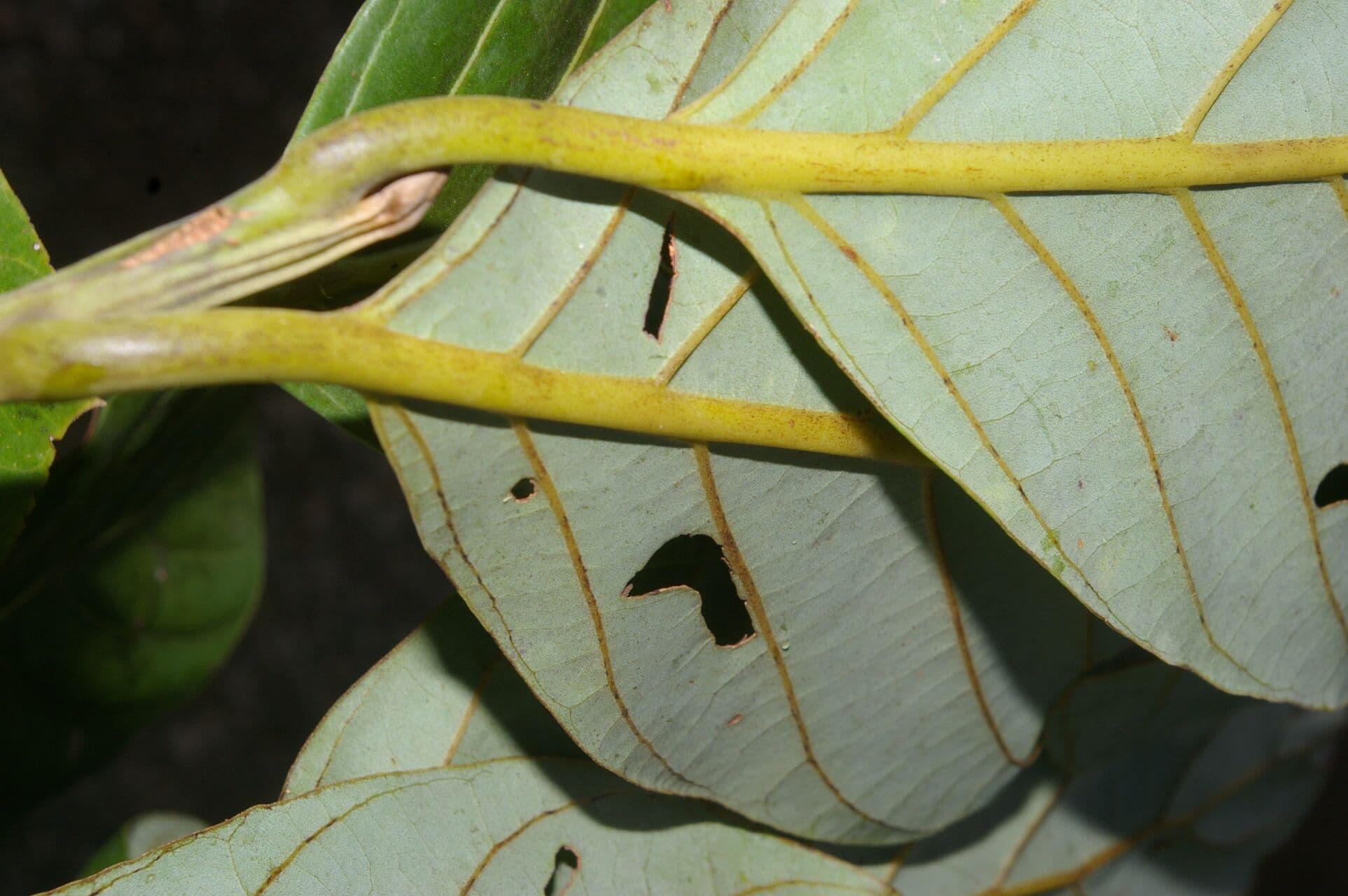 Beilschmiedia 3