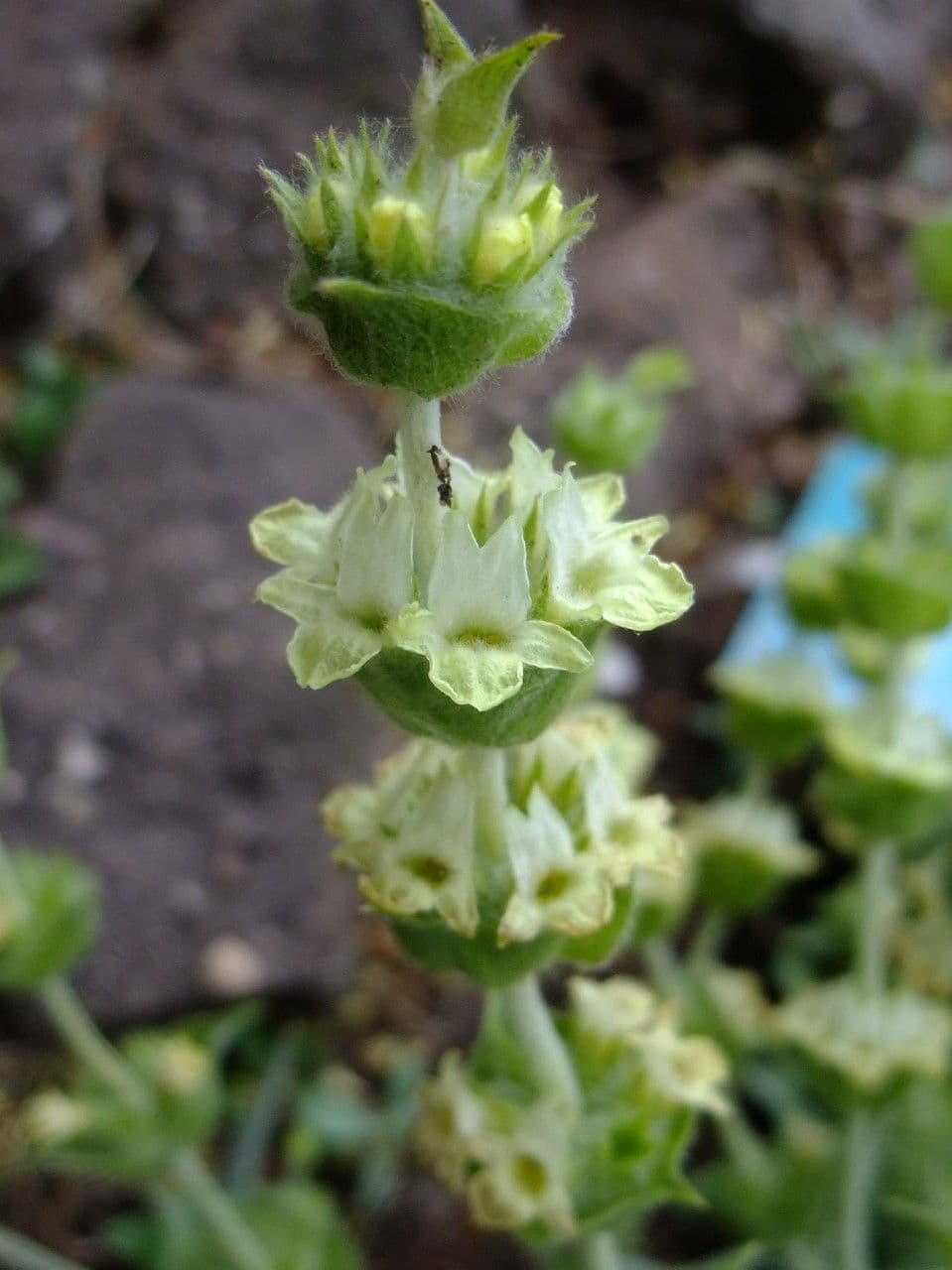 Sideritis syriaca 7