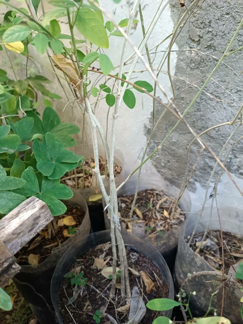 Clitoria ternatea 24