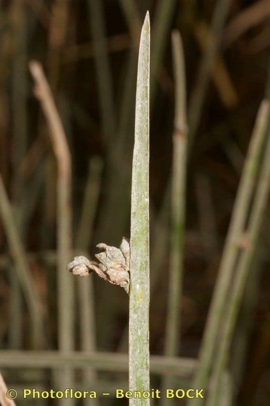 Schoenoplectus triqueter 23