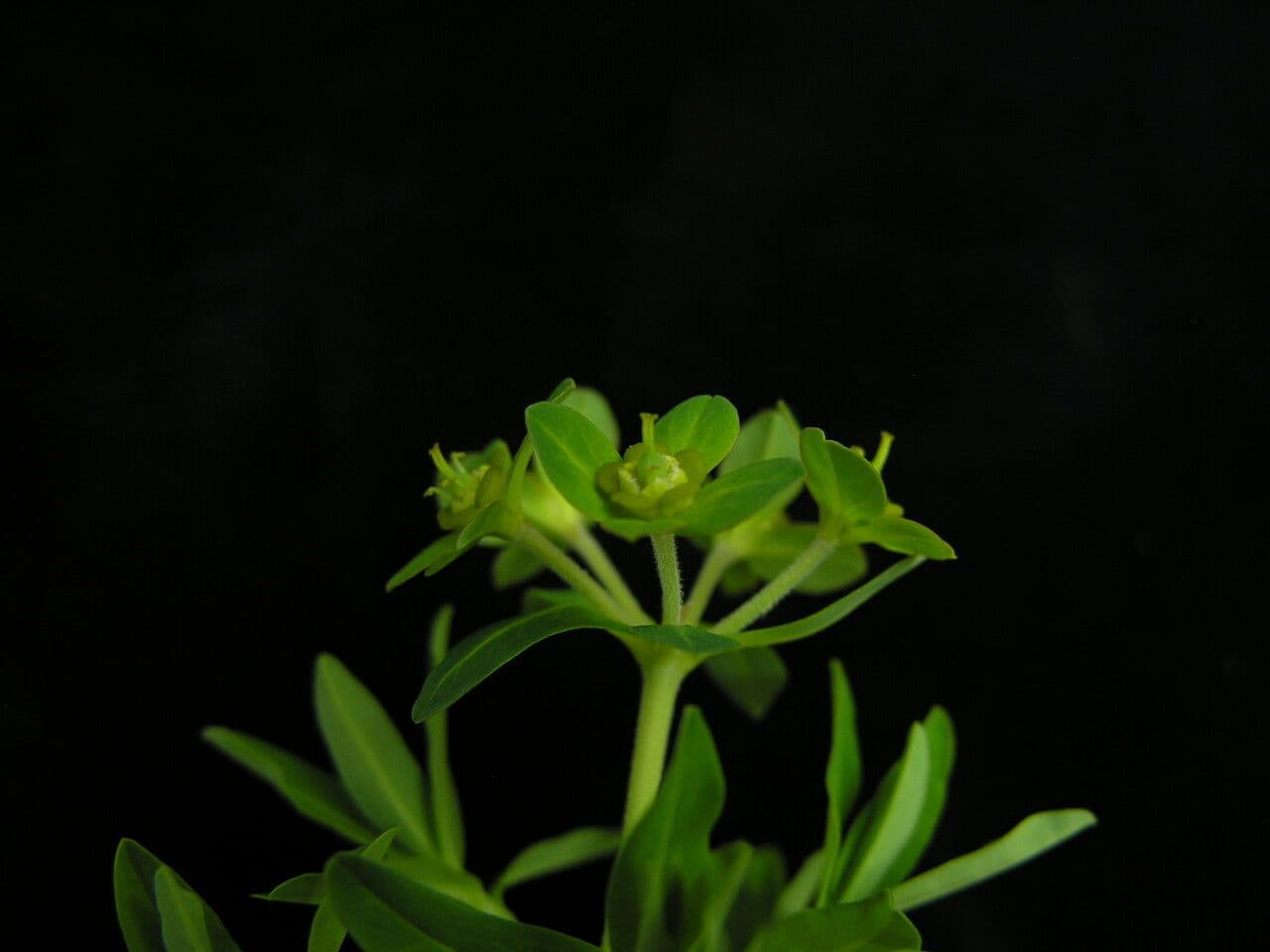 Euphorbia stracheyi