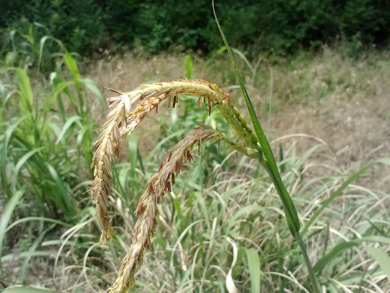 Tripsacum dactyloides 2
