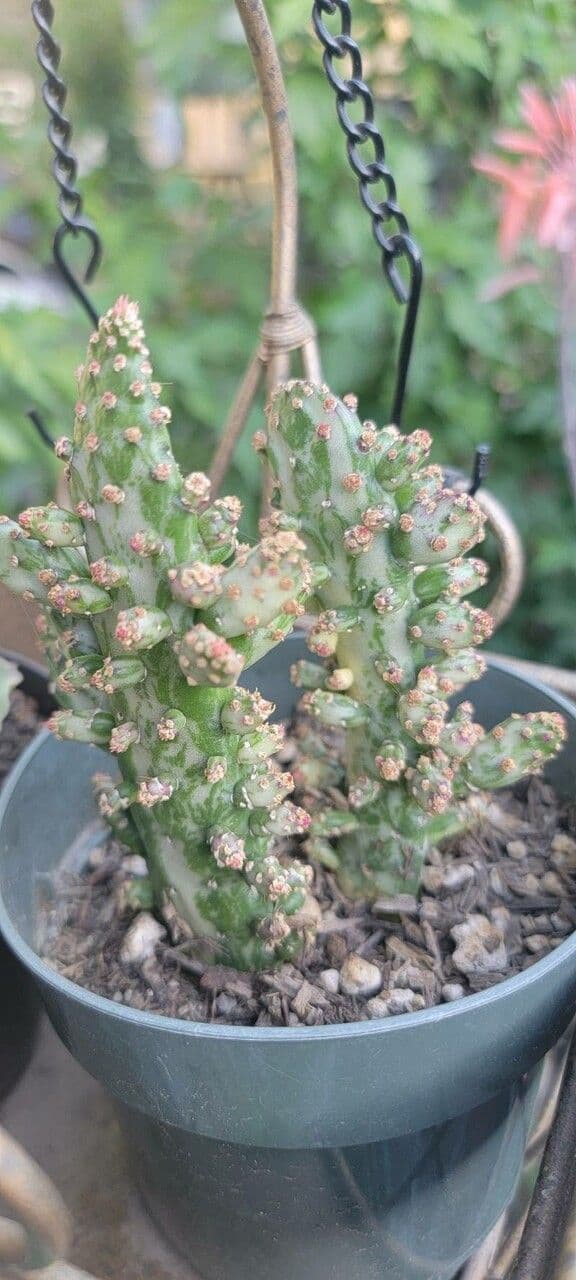 Opuntia a tre spine 24