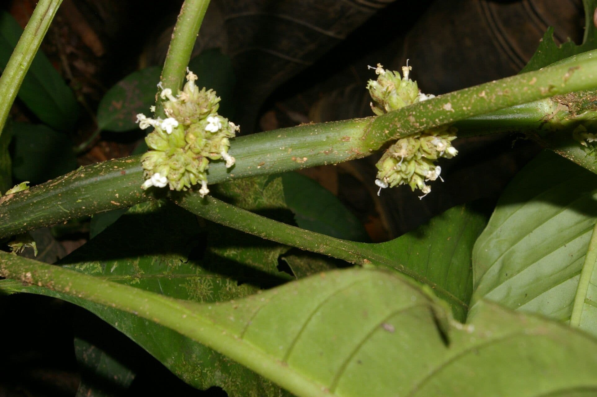 Notopleura 9