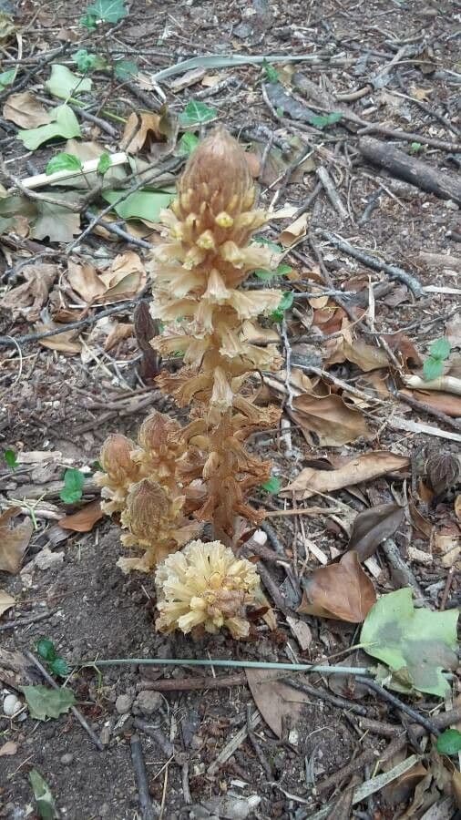 Orobanche amethystea 16