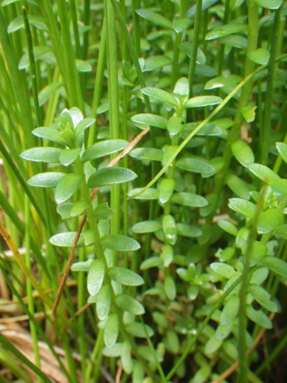 Erba de latti 12
