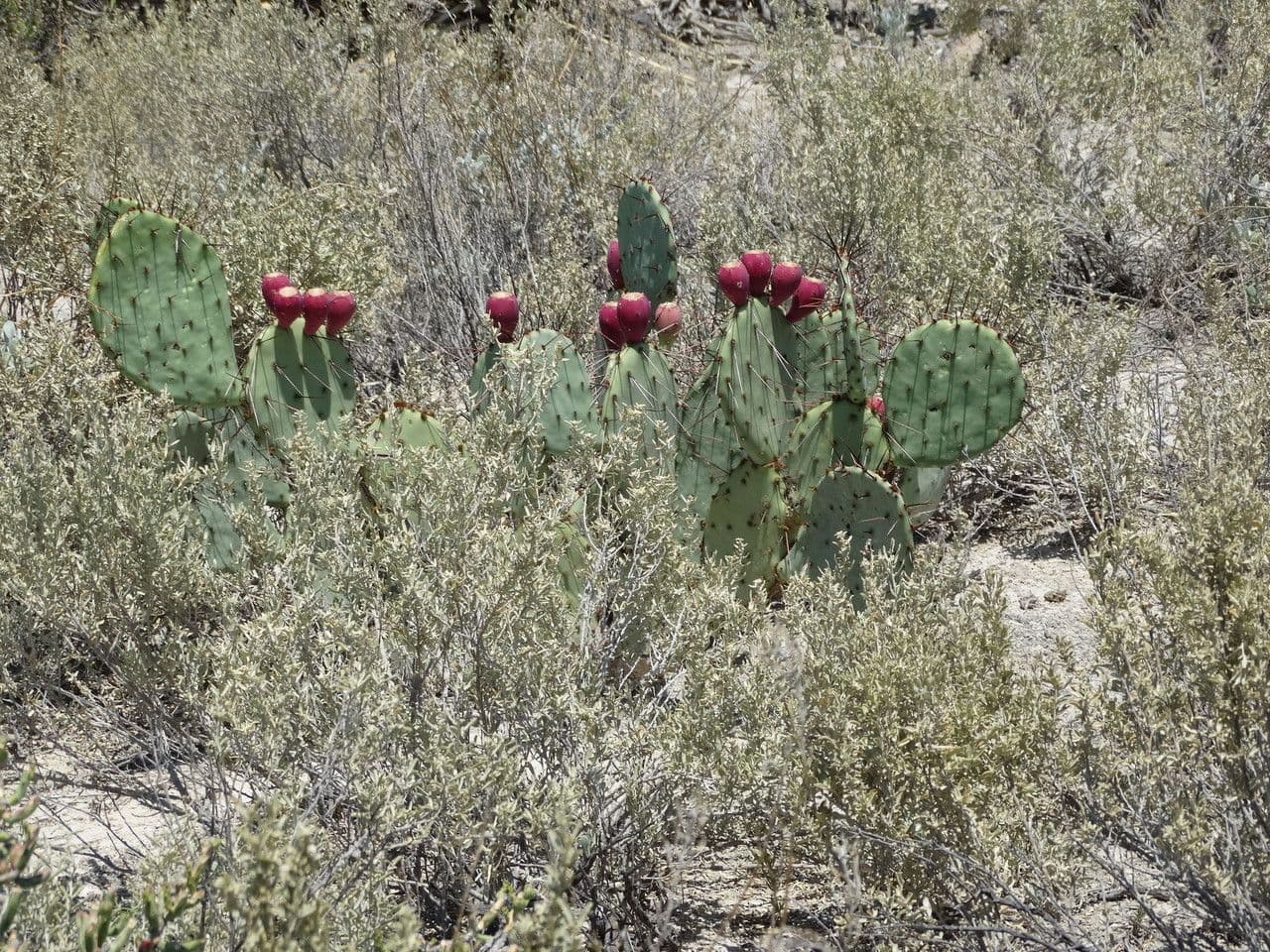 Nopal de espinas marrones 12