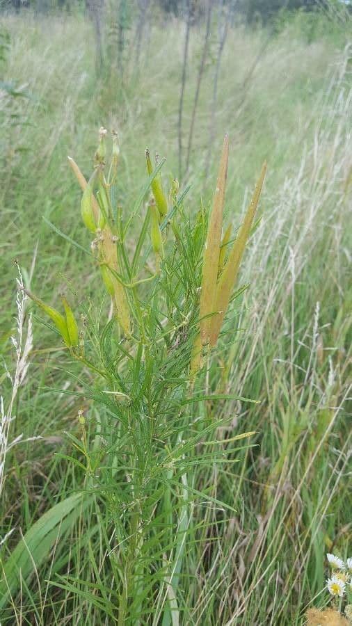 Asclepias verticillata 19