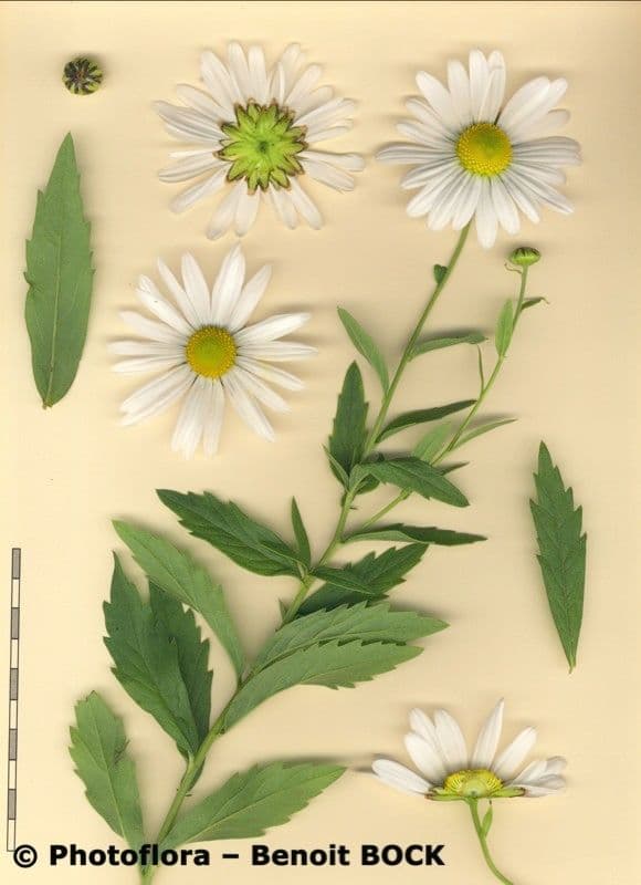 Späte Wucherblume 20