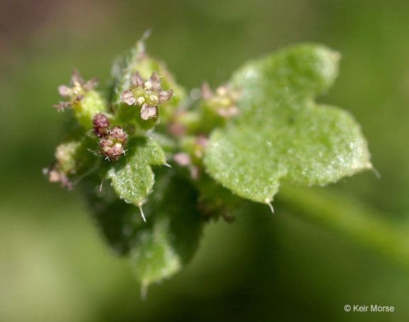 Graue Bowlesia 3
