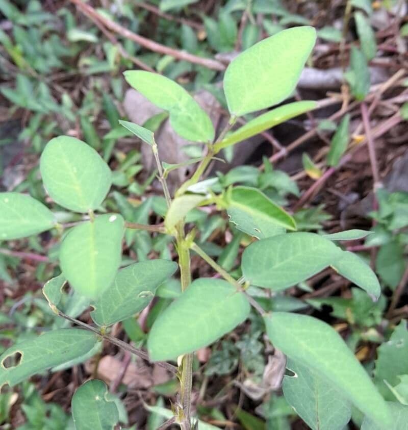 Macroptilium lathyroides 17