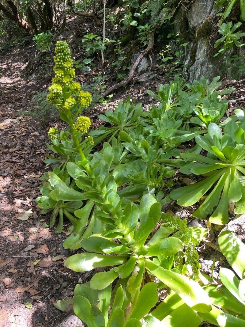  Aeonium canariense 5
