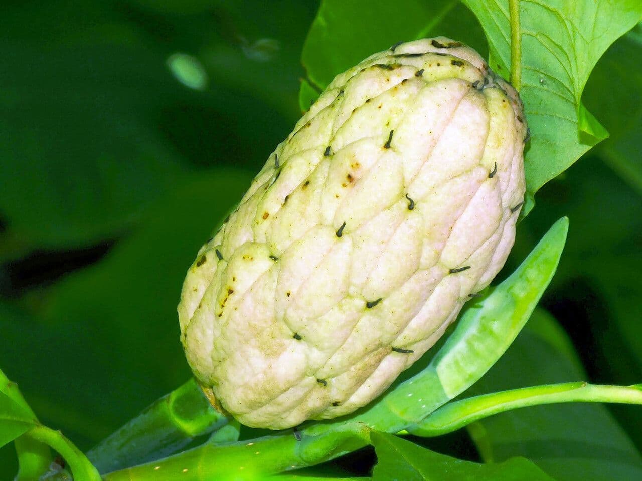 Magnolier