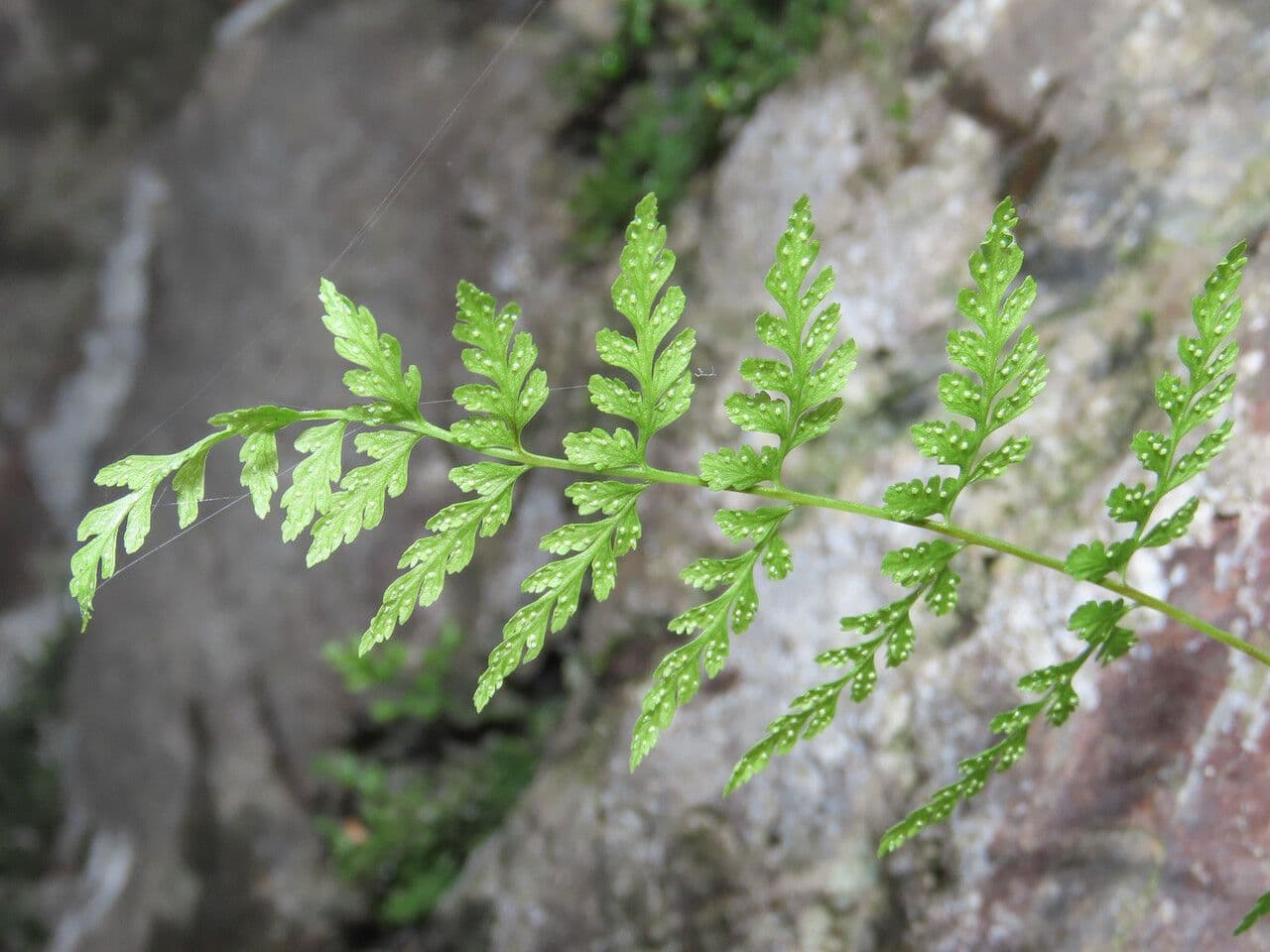 Felce fragile 19