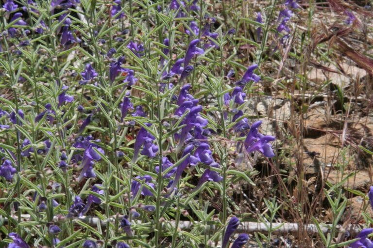 Scutellaria siphocampyloides 7