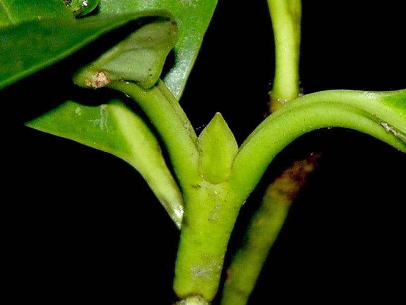 Chione venosa 17