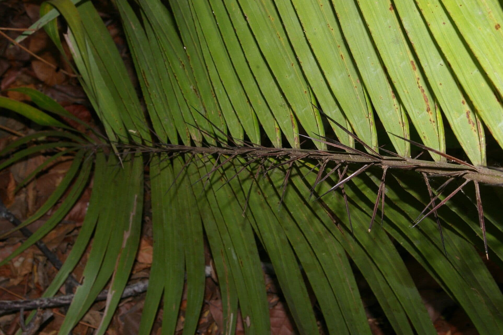 Große Bactris-Palme 4