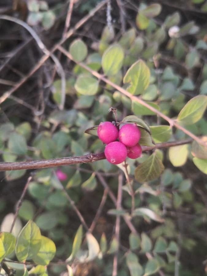 Sinfricarpo orbicolare 22