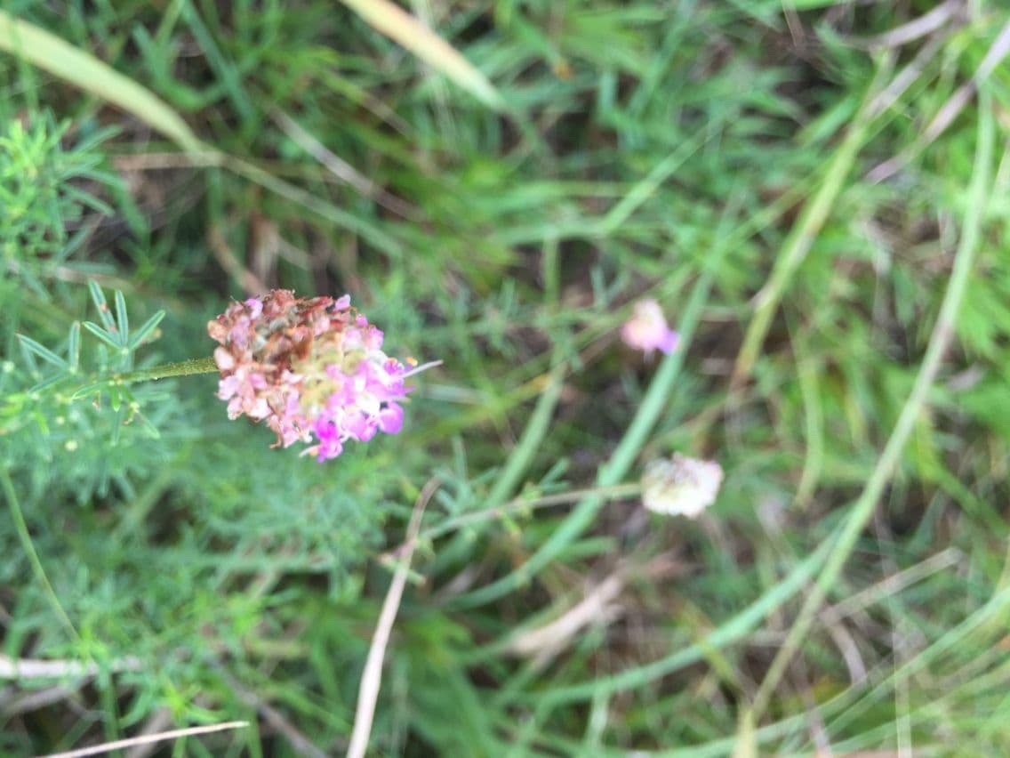 Dalea purpurea 11