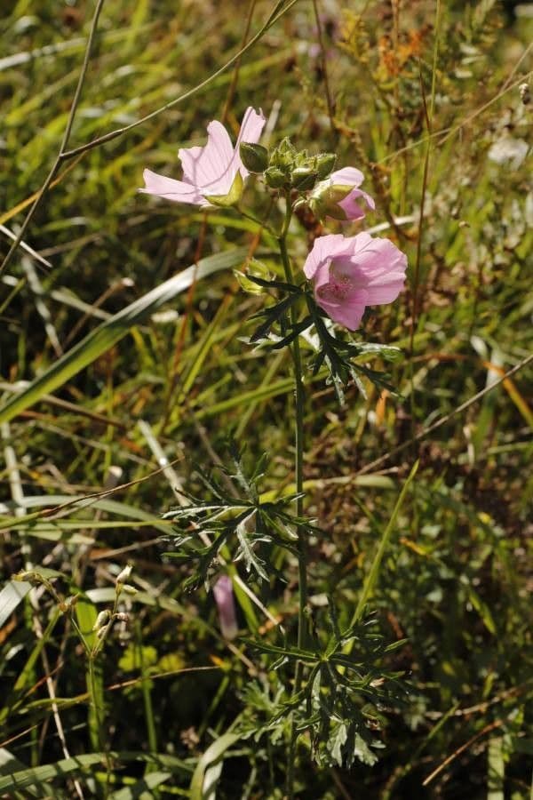 Malva moscata 11