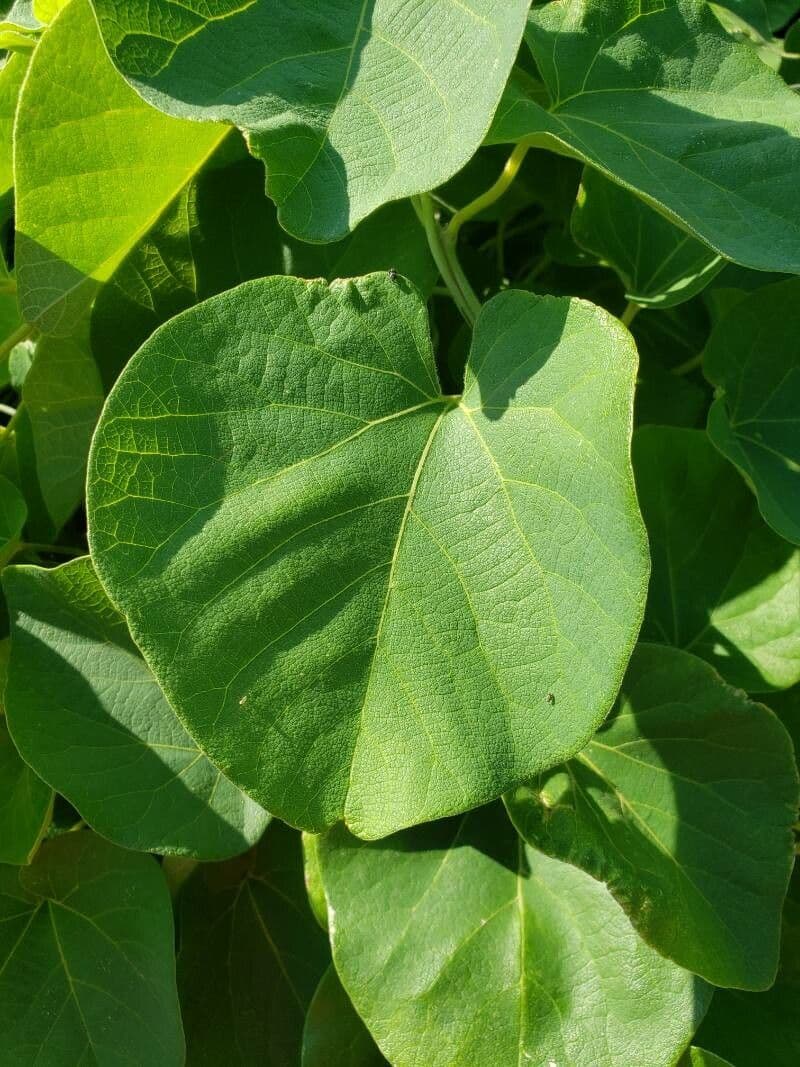 Aristolochia 12