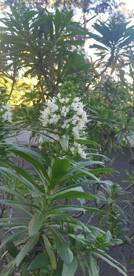 Echium 6