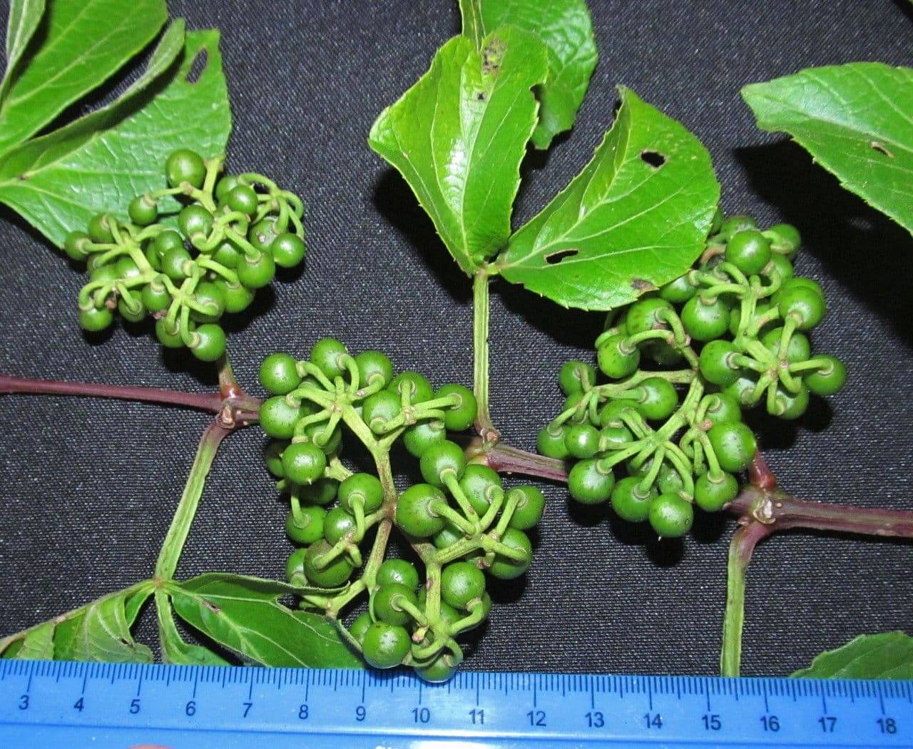 Kleinfruchtige Cissus 3