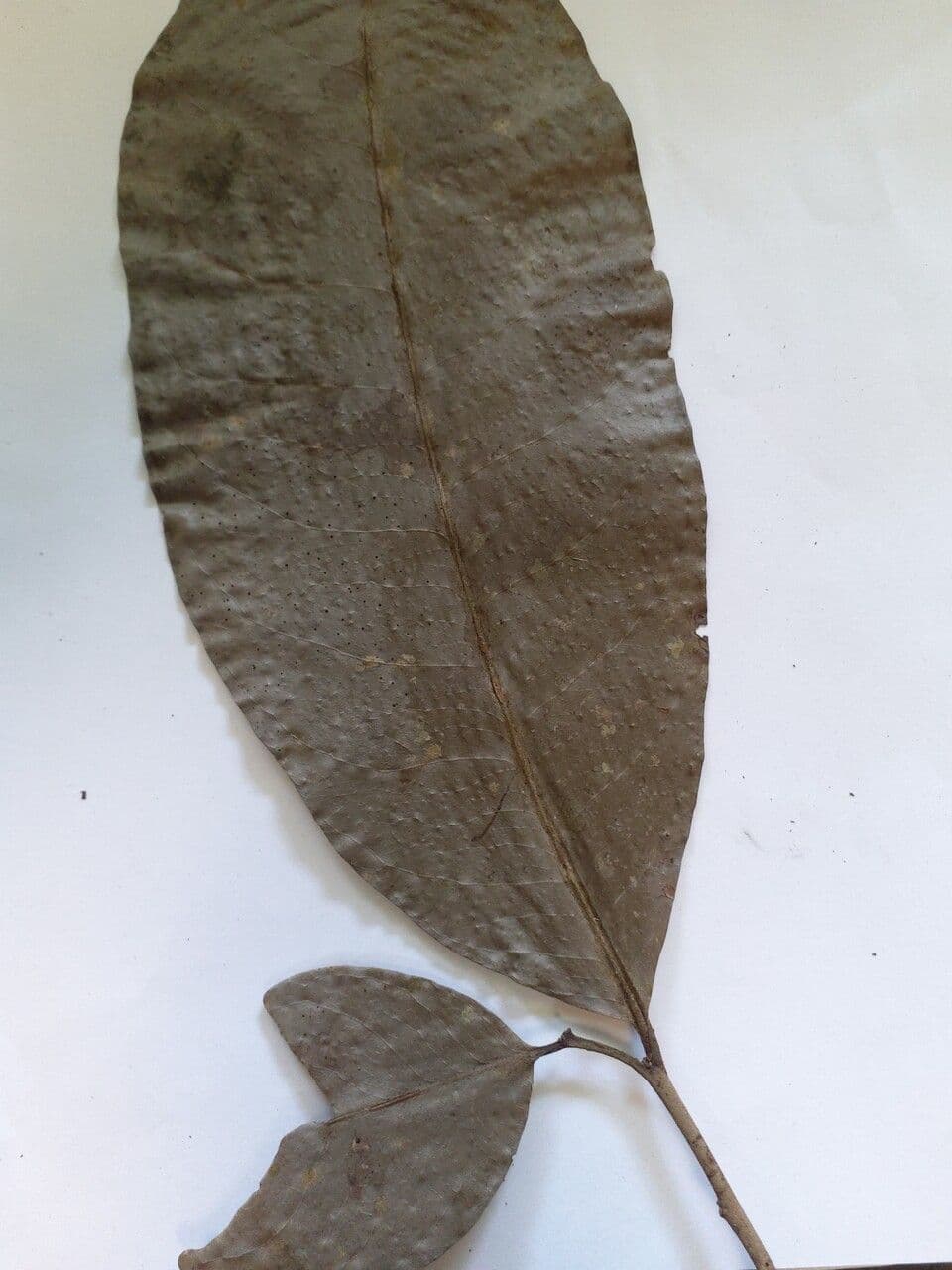 Maytenus 3