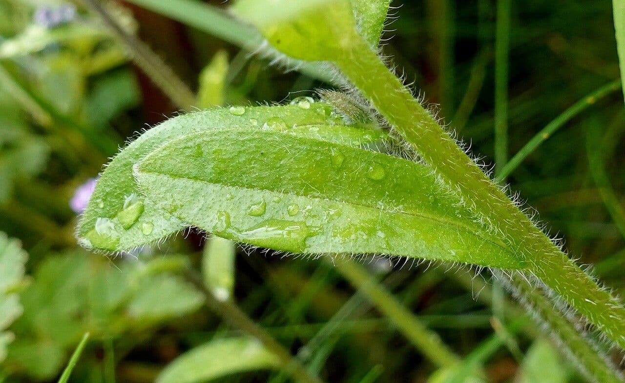 Miosotide delle selve 19