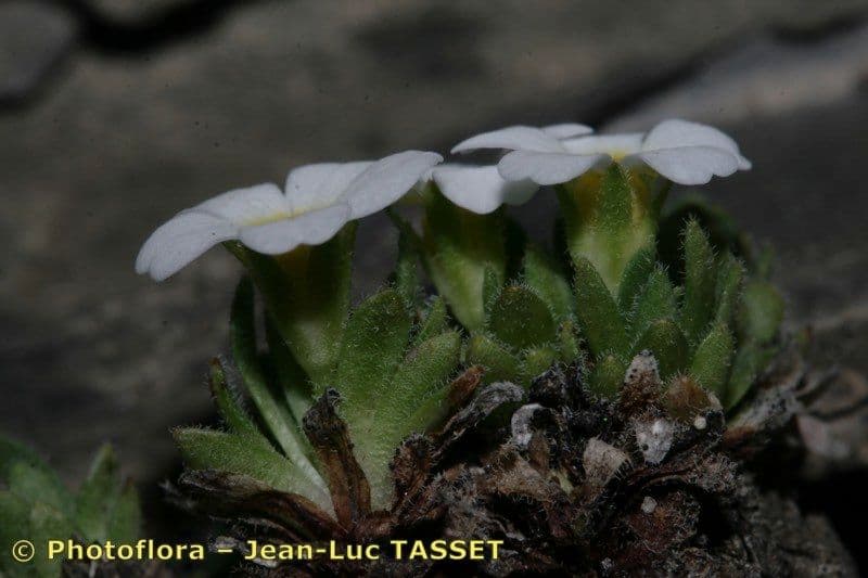 Androsace pubescente