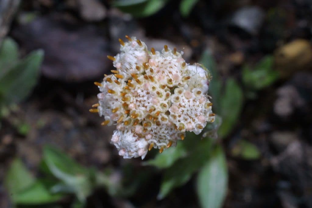Antennaria de hoja de llantén 6