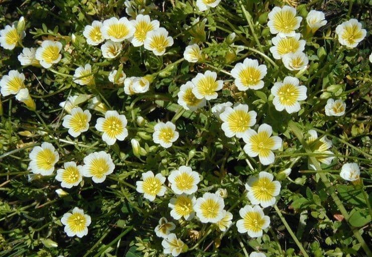 Limnanthes 9