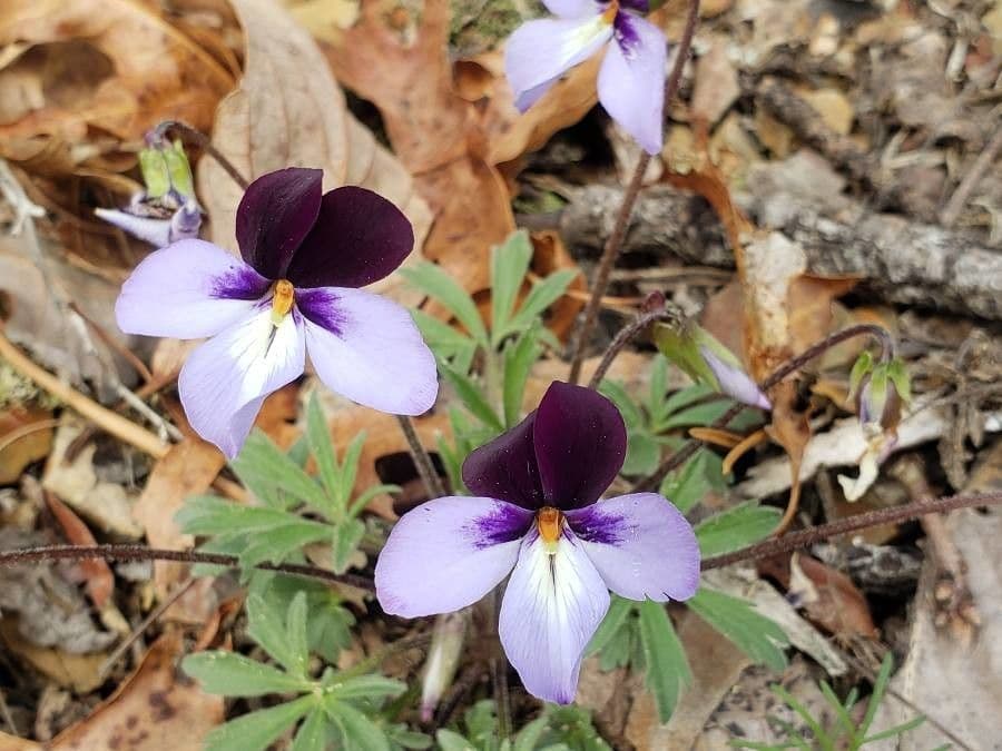 Viola pedata 3