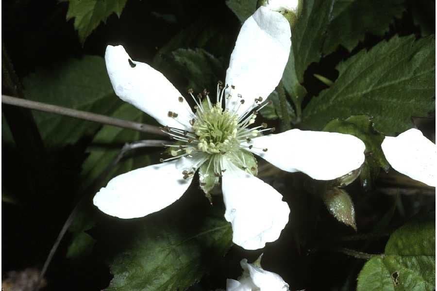 Rovo di Bailey