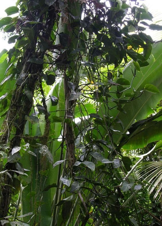 Monstera 9