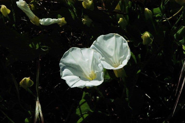 Calystegia macrostegia 6