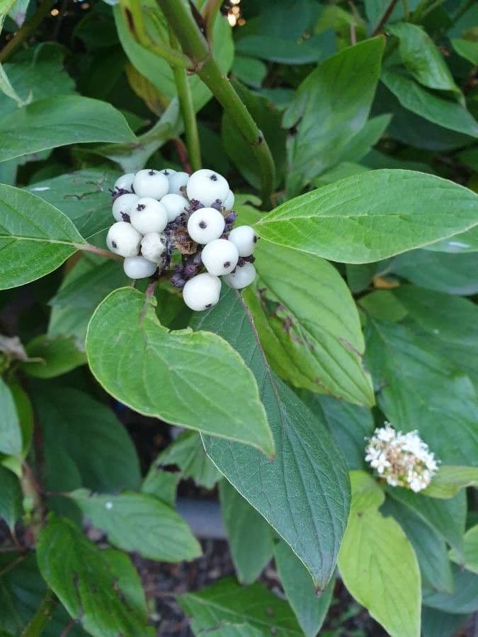 Cornejo blanco 4