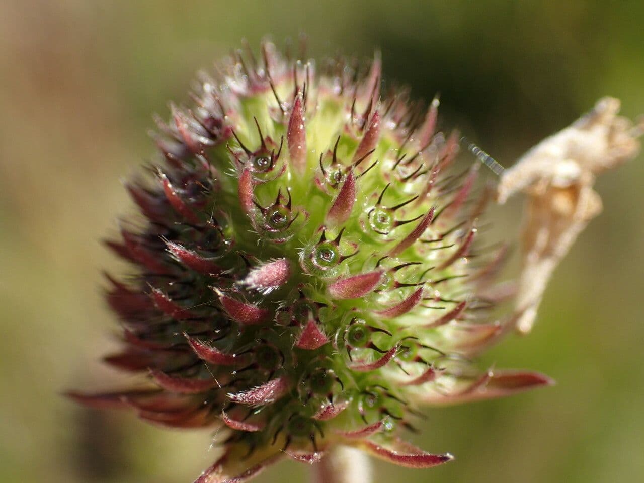 Succisa 4
