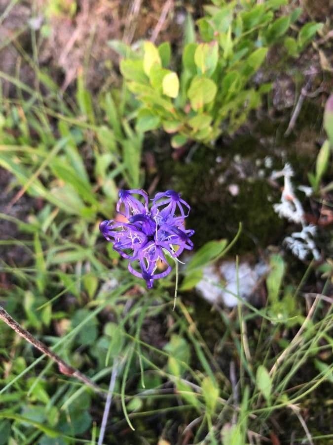 Phyteuma globulariifolium 2