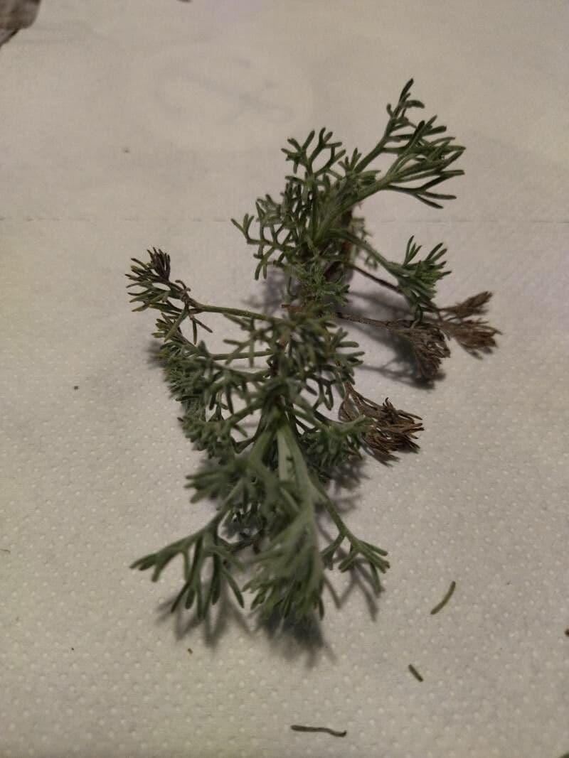 Weiße Artemisia 22