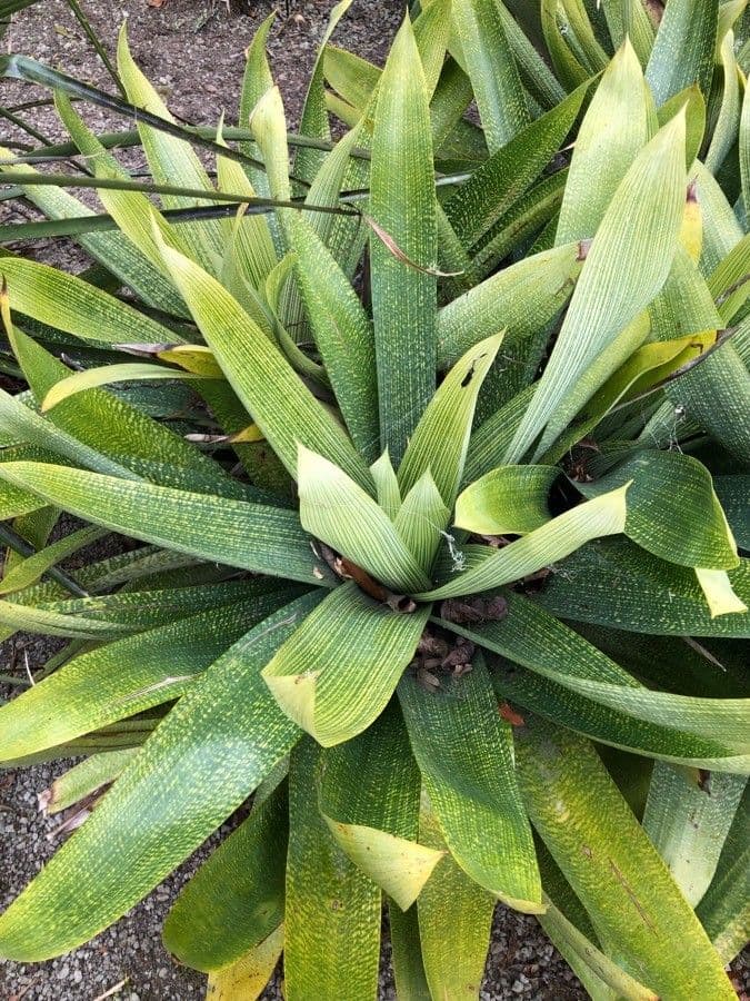 Vriesea 7