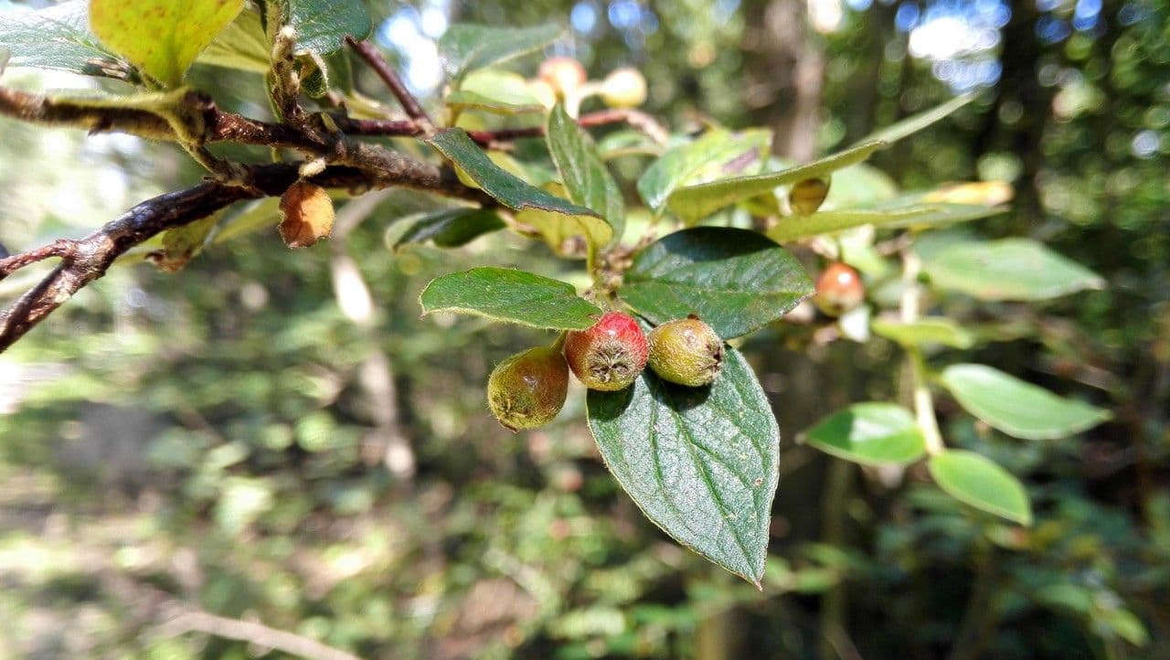 Cotoneaster de Diels 2