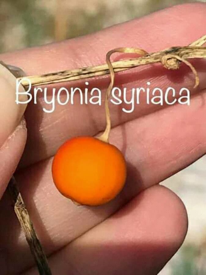 Bryonia