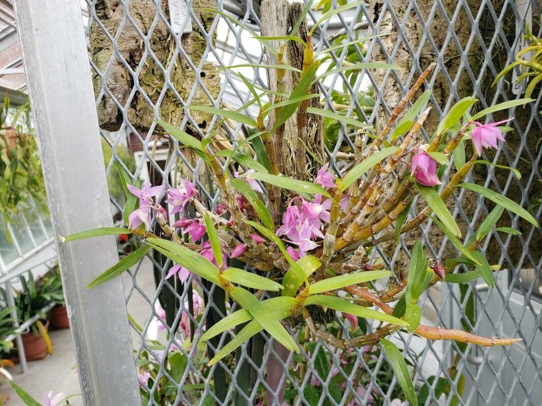 Dendrobium 3