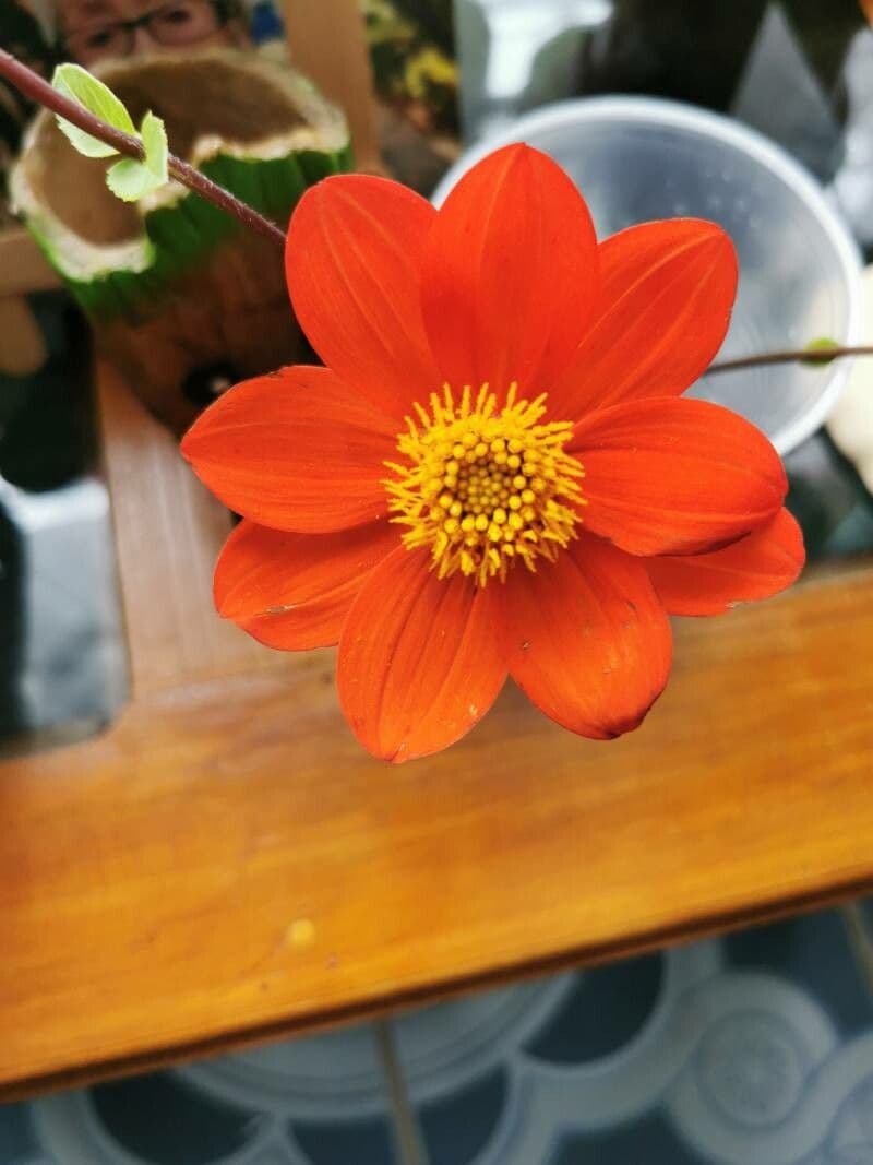 Dalia rossa 3