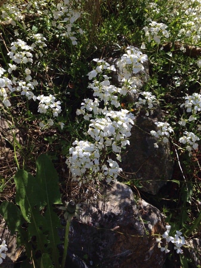 Coclearia sassifraga 9