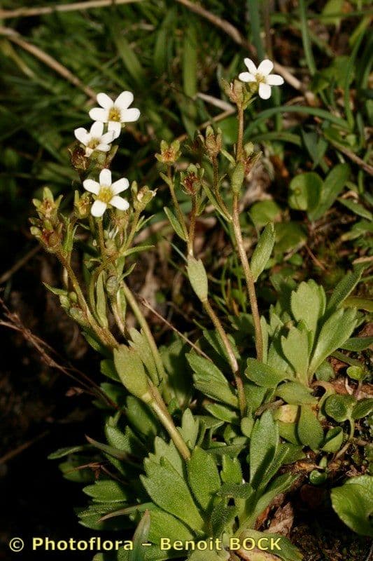 Steinbrech 5