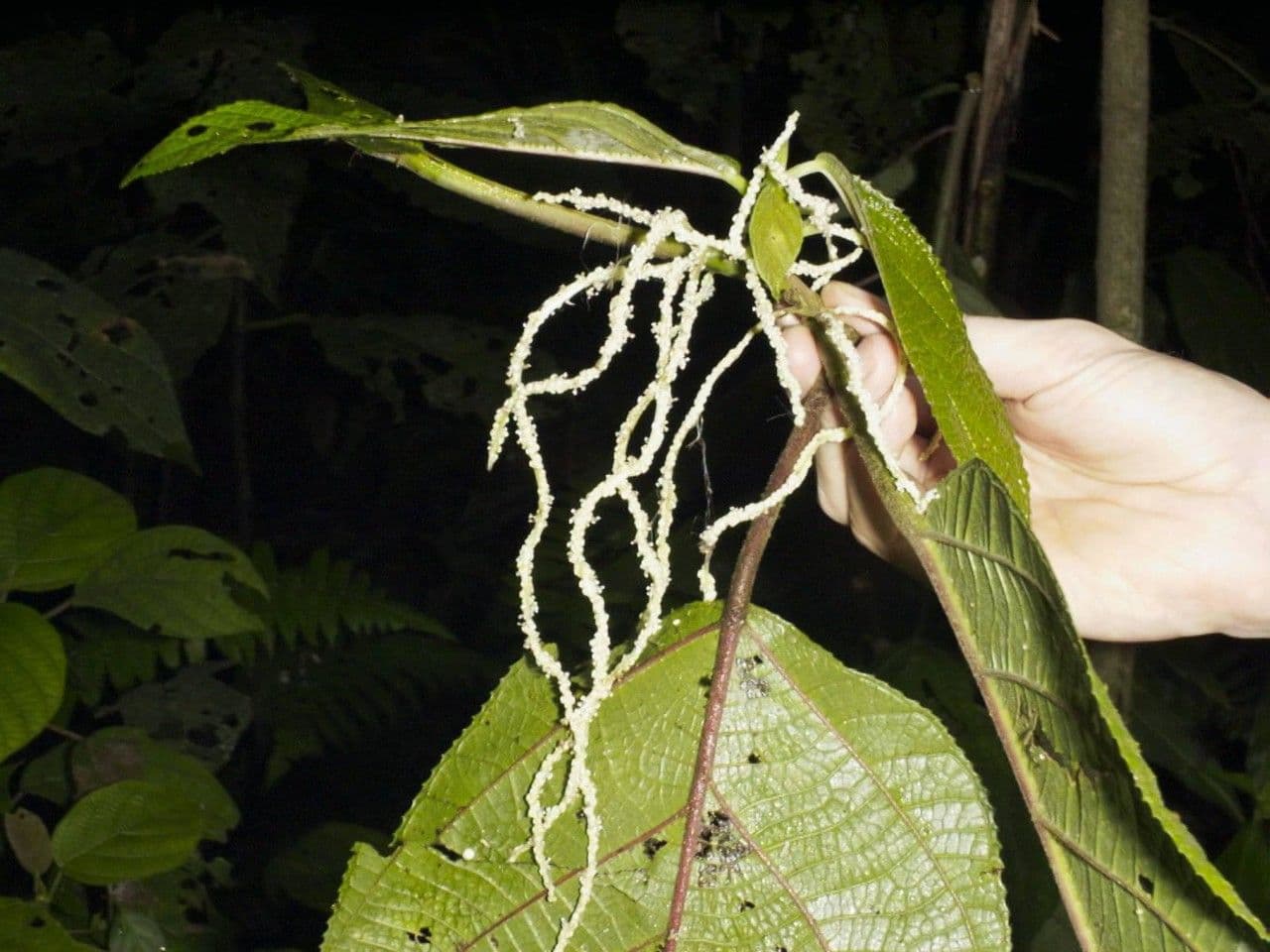 Myriocarpa longipes 14